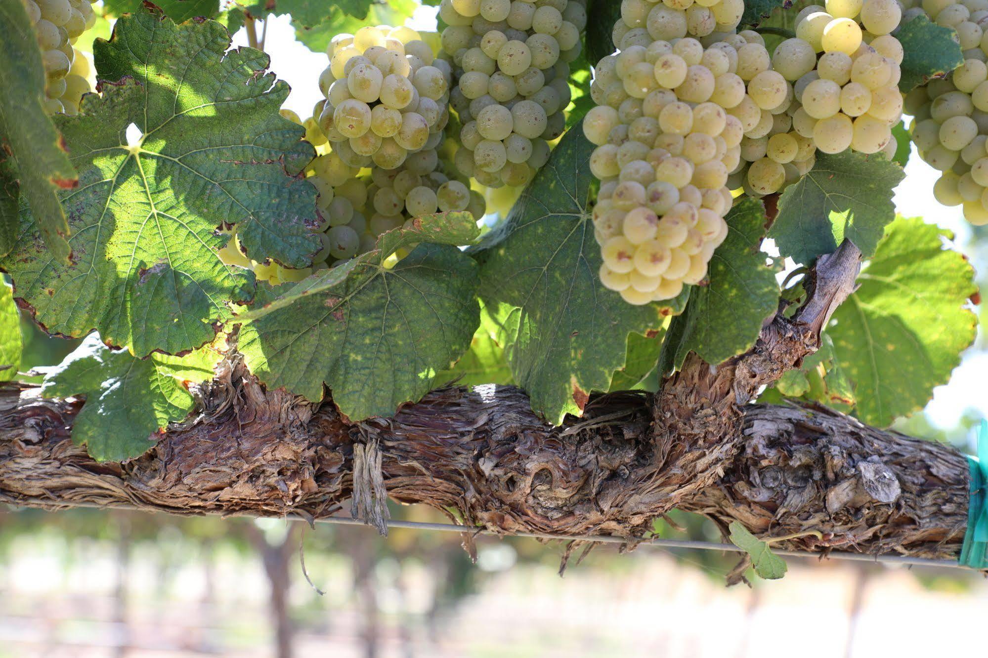 Carter Estate Winery And Resort Temecula Luaran gambar